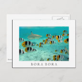 Hai in Bora Bora weiße Postkarte (Vorne/Hinten)