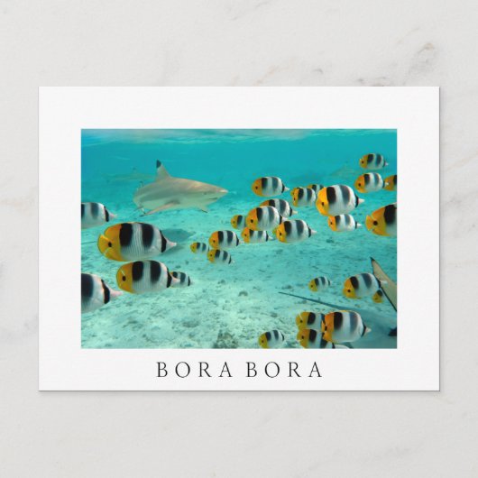 Hai in Bora Bora weiße Postkarte (Vorderseite)