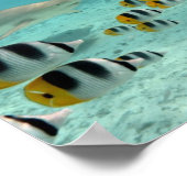Hai jagen Fische in Bora Bora Lagoon Poster (Ecke)