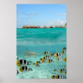 Hai jagen Fische in Bora Bora Lagoon Poster (Vorne)