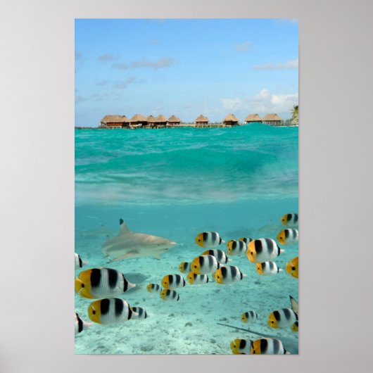 Hai jagen Fische in Bora Bora Lagoon Poster (Vorne)