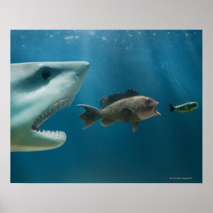 Hai jagen Seebarsch jung Poster