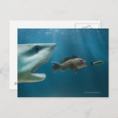 Hai jagen Seebarsch jung Postkarte (Vorne/Hinten)