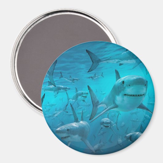 Hai Magnet (Vorderseite/Rückseite)