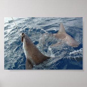 Hai Poster