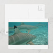 Hai Postkarte (Vorne/Hinten)