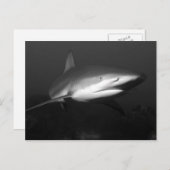 Hai Postkarte (Vorne/Hinten)