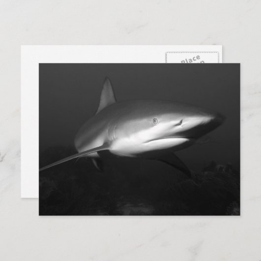 Hai Postkarte (Vorne/Hinten)