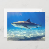 Hai schwimmen Blaues Meer Postkarte (Vorne/Hinten)