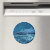 Hai schwimmen im Foto Magnet (In Situ (Geschirrspüler))