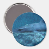 Hai schwimmen im Foto Magnet (Vorderseite/Rückseite)