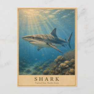 Hai Tropical Pacific VINTAGE Postkarte