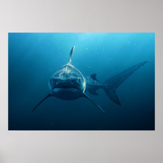 Hai unter Wasser Poster (Vorne)