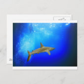 Hai unter Wasser tiefblauer Ozean Postkarte (Vorne/Hinten)