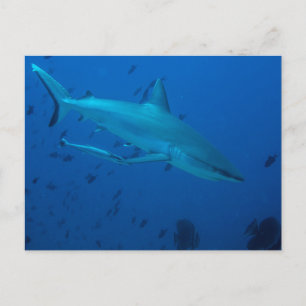 Hai- Unterwasser-Foto-Postkarte Postkarte