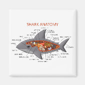 Haianatomie Magnet (Vorne)