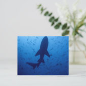 Haiangriff Postkarte (Stehend Vorderseite)