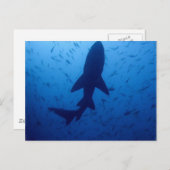 Haiangriff Postkarte (Vorne/Hinten)