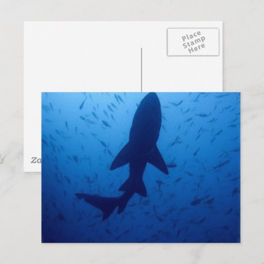 Haiangriff Postkarte (Vorne/Hinten)