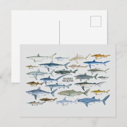 Haiarten Feiertagspostkarte (Vorne/Hinten)