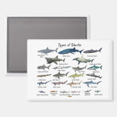 Haiarten Magnet (Vorderseite/Rückseite)