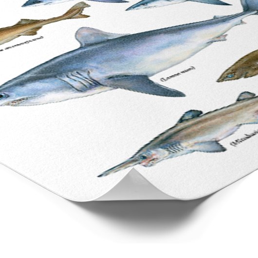 Haiarten Poster (Ecke)