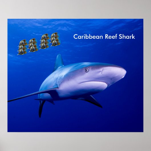 Haibild für Poster (Vorne)