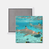 Haie im Lagunen Bora-Magneten Magnet (Vorderseite/Rückseite)