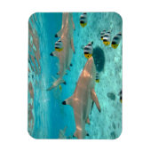 Haie im rechteckigen Magneten der Bora Bora Magnet (Vertikal)