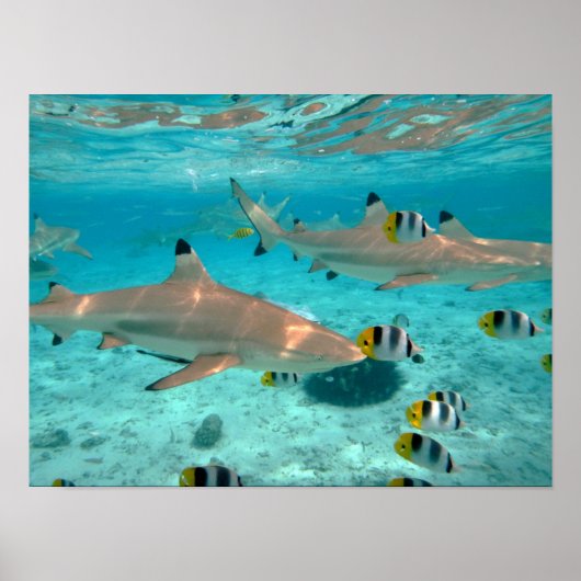 Haie in der Lagune von Bora Bora Poster (Vorne)
