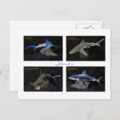 Haie Postkarte (Vorne/Hinten)