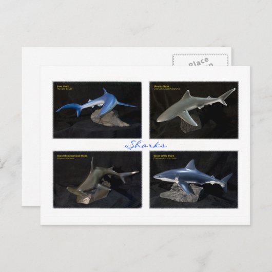 Haie Postkarte (Vorne/Hinten)