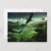 Haie Postkarte (Vorne/Hinten)