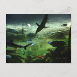 Haie Postkarte