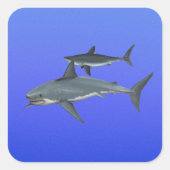 Haie Quadratischer Aufkleber (Vorderseite)