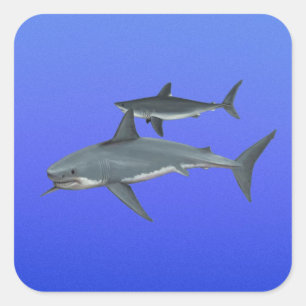 Haie Quadratischer Aufkleber