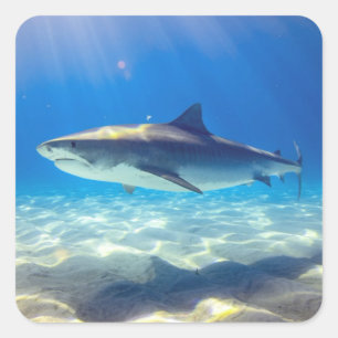 Haie Schwimmen Blauer Ozean Wasser Quadratischer Aufkleber
