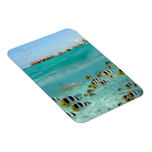 Haie und Fische in Bora Bora vertikaler Magnet (Rechte Seite)