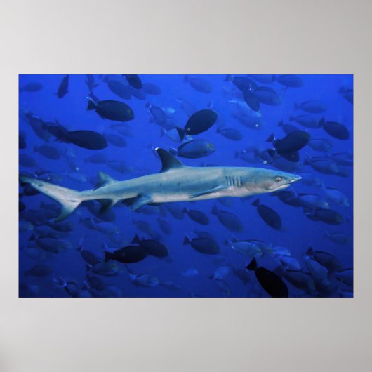 Haie und Surgeonfish Poster (Vorne)