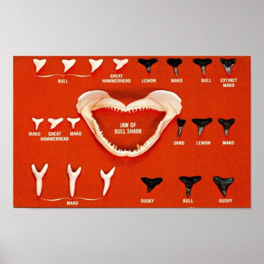 Haie von Florida Poster (Vorne)