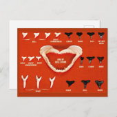 Haie von Florida Postkarte (Vorne/Hinten)