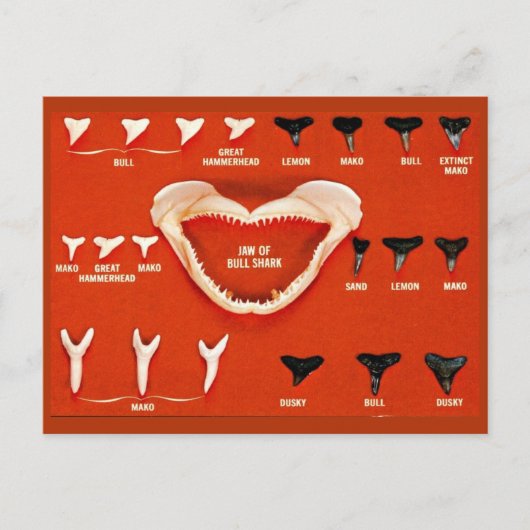 Haie von Florida Postkarte (Vorderseite)