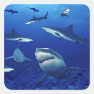 Haifisch-Aufkleber Quadratischer Aufkleber