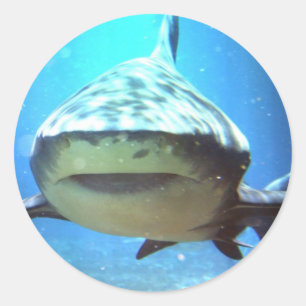 Haifisch-Aufkleber Runder Aufkleber