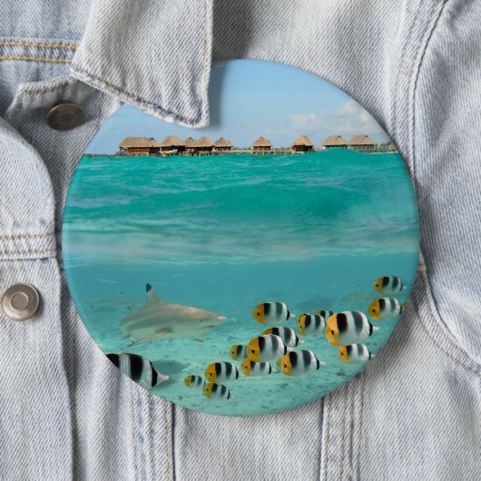 Haifisch, der Fische, Bora Bora Laguneknopf jagt Button (Beispiel)