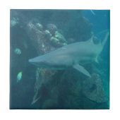 Haifisch-Fliese Fliese (Vorderseite)