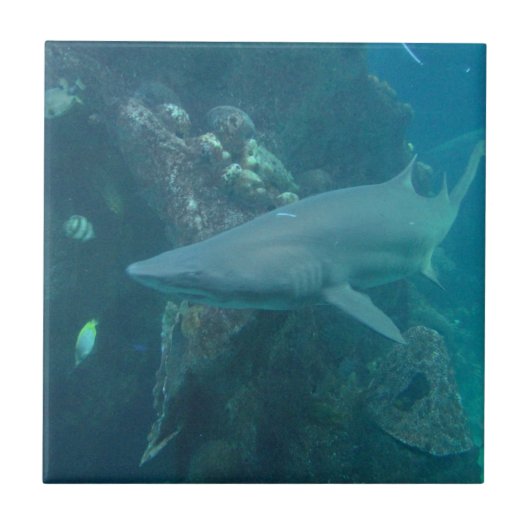 Haifisch-Fliese Fliese (Vorderseite)