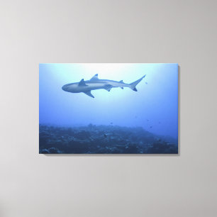 Haifisch im Ozean, niedrige Winkelsicht Leinwanddruck
