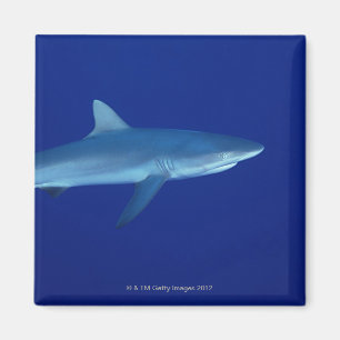 Haifisch Magnet