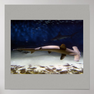 Haifisch Swim Grauer Typ Gal Destiny's Poster